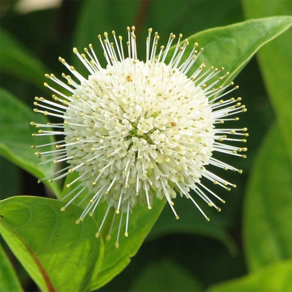 Cephalanthus occidentalis Fiber Optics