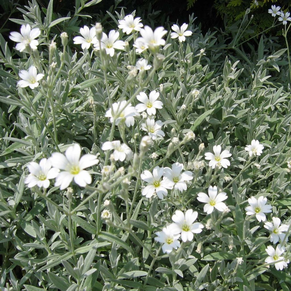 Cerastium tomentosum Yo Yo - Oreille de souris