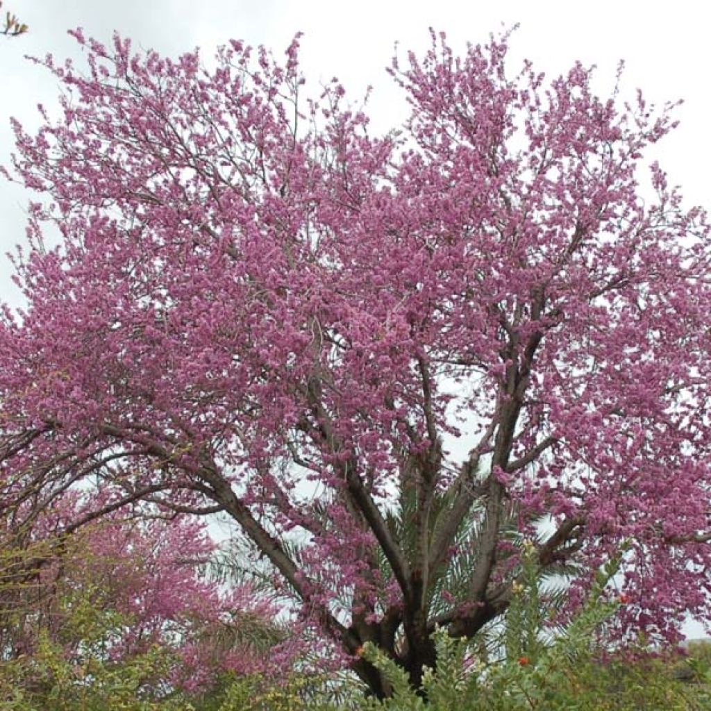 Arbre de Judée - Cercis siliquastrum