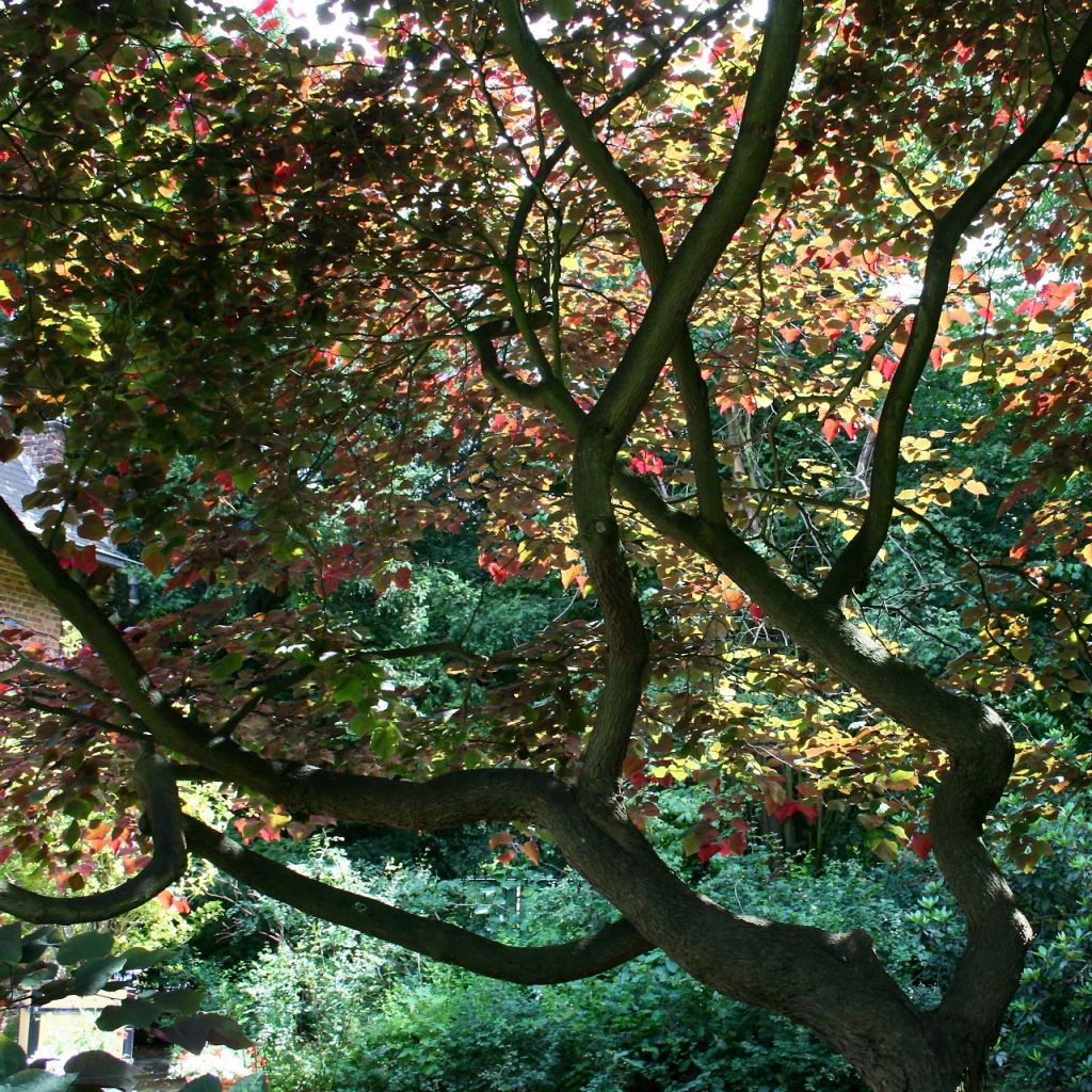 Cercis canadensis Forest Pansy - Arbre de Judée