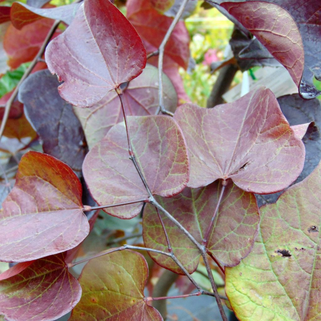 Cercis canadensis Forest Pansy - Arbre de Judée