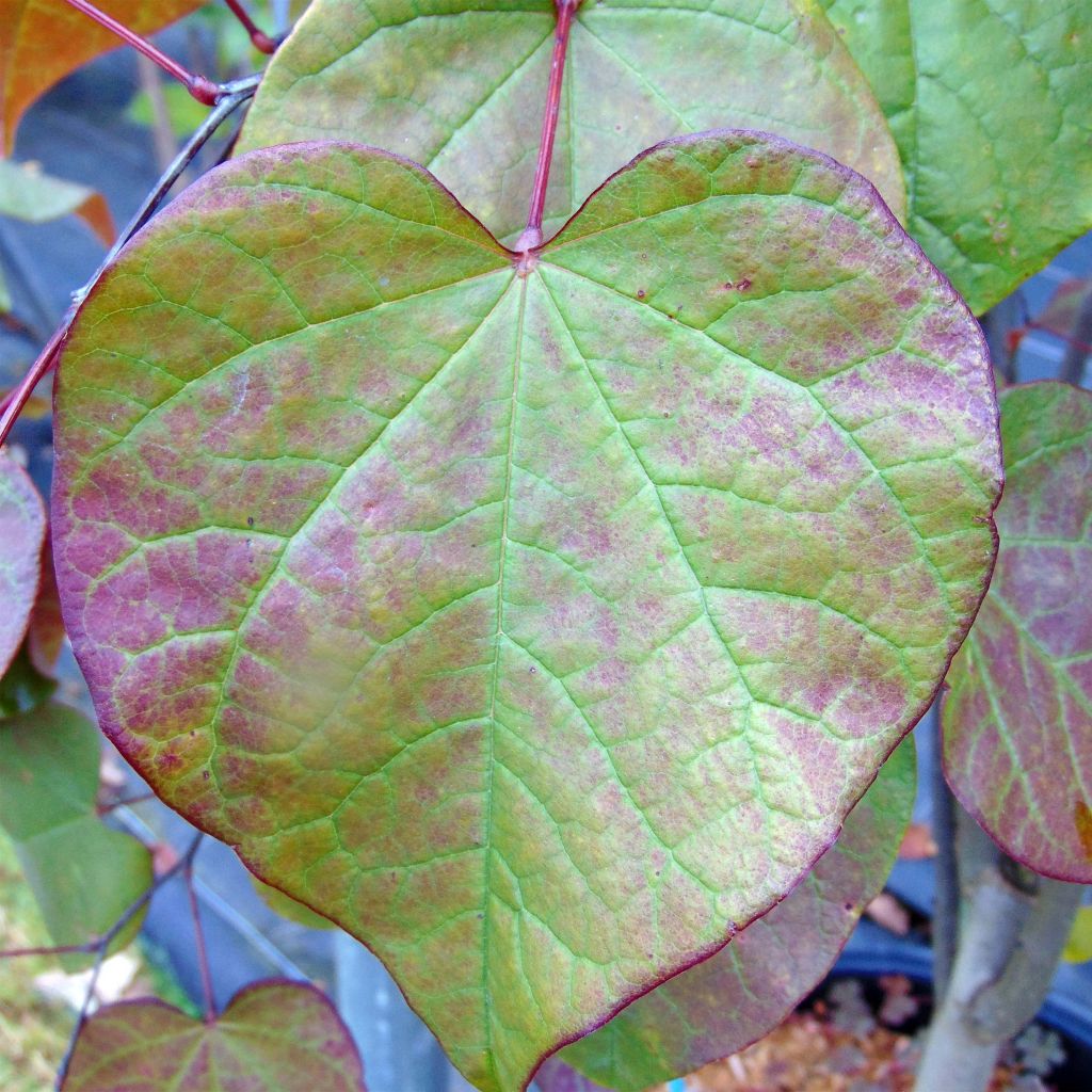 Cercis canadensis Forest Pansy - Arbre de Judée