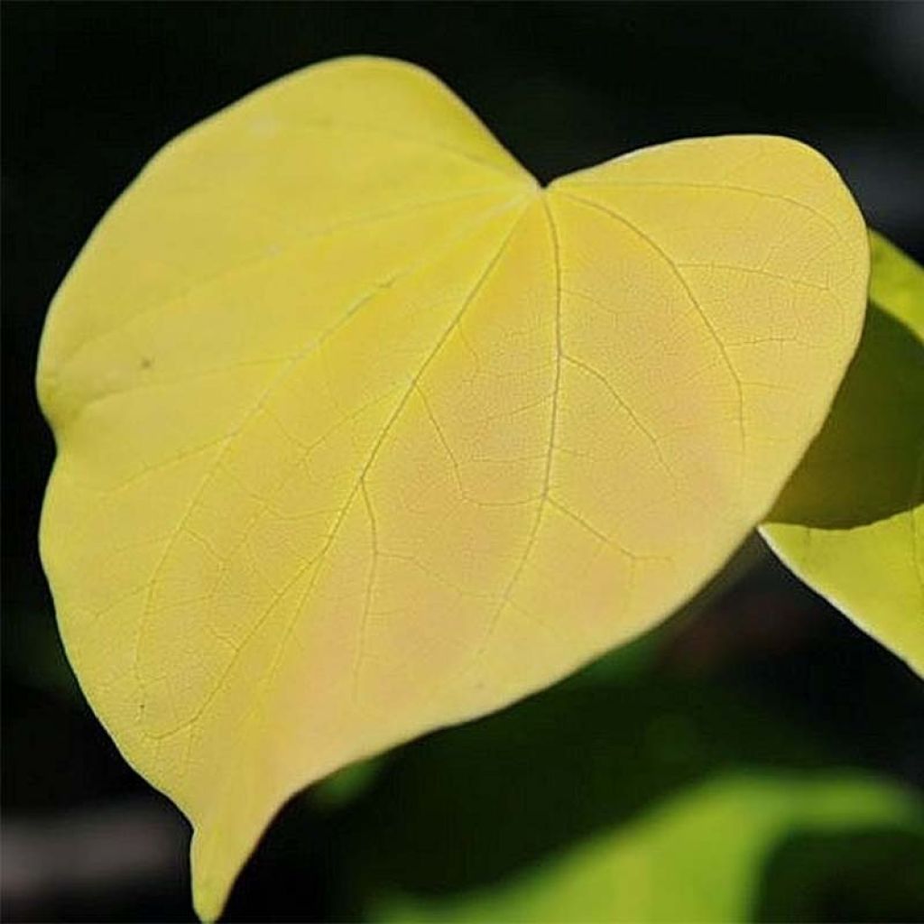 Cercis canadensis Hearts of Gold - Arbre de Judée doré