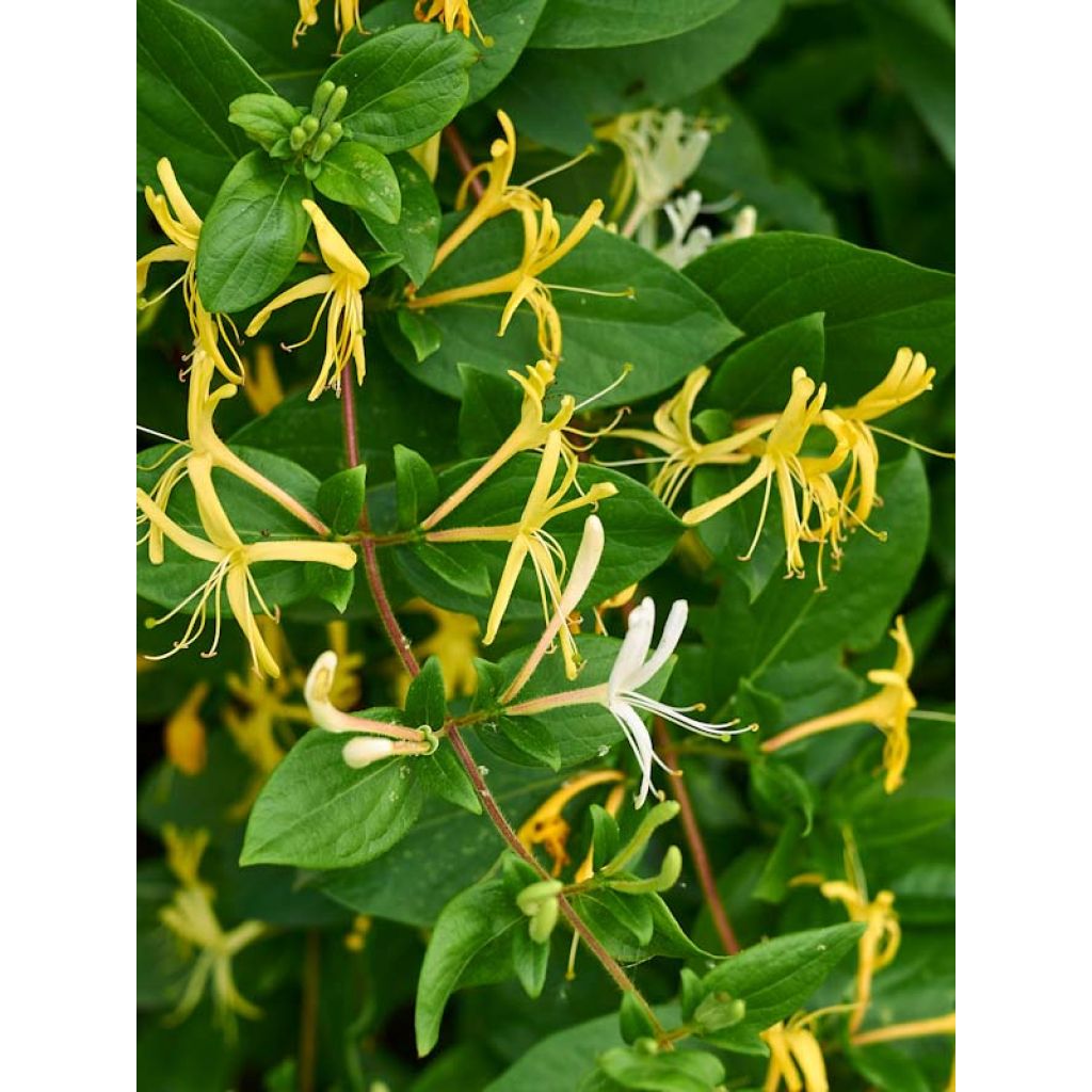 Chèvrefeuille du Japon Halliana - Lonicera japonica