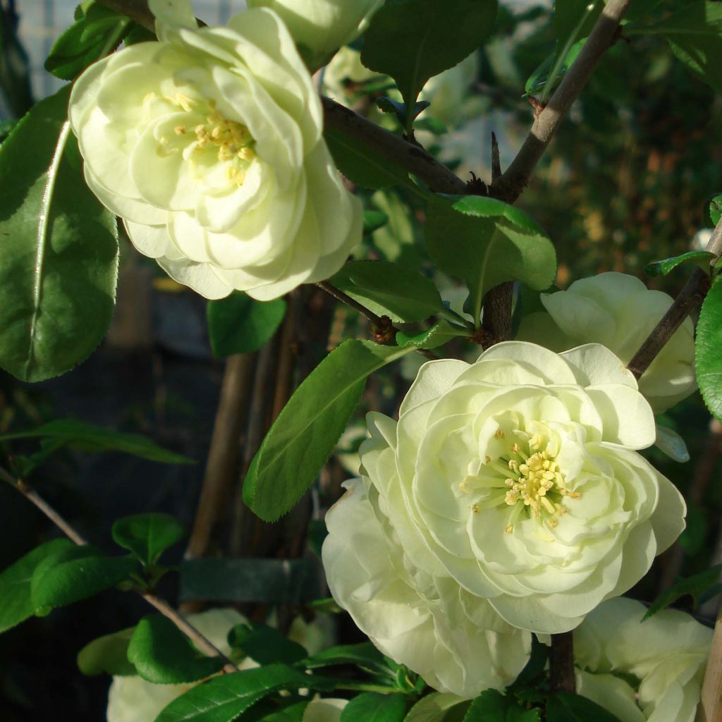 Cognassier du Japon Kinshiden - Chaenomeles speciosa