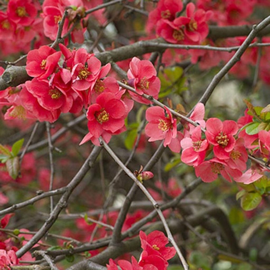 Chaenomeles superba Nicoline - Chaenomeles superba