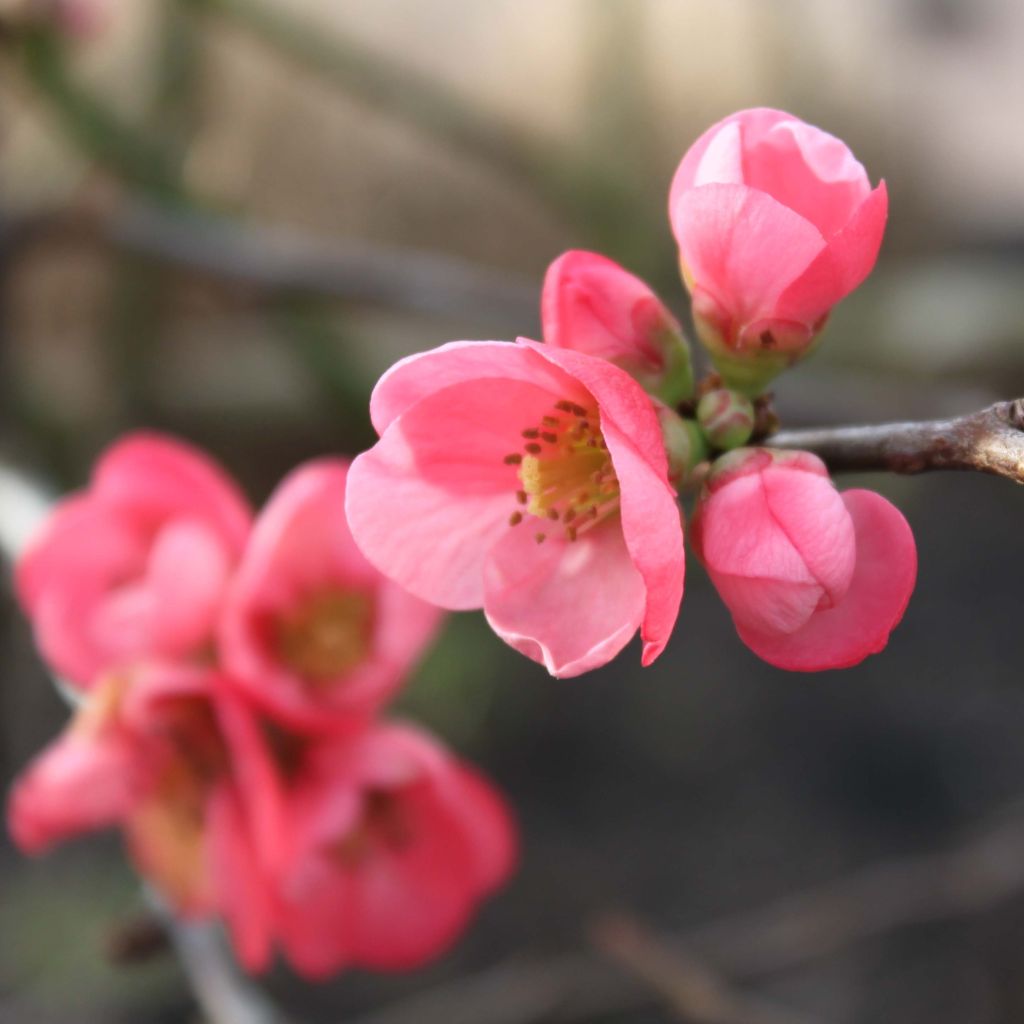 Cognassier du Japon Pink Lady - Chaenomeles superba 