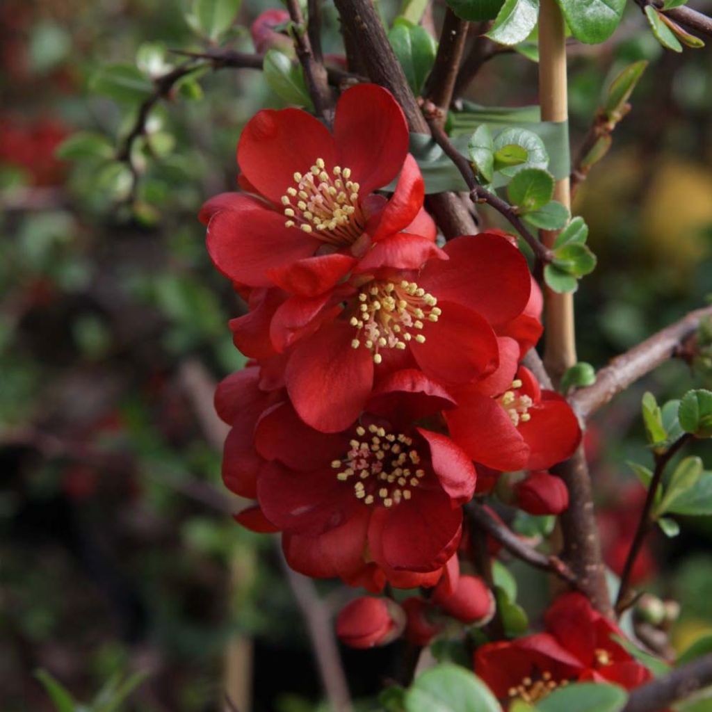 Cognassier du Japon - Chaenomeles x superba Elly Mossel