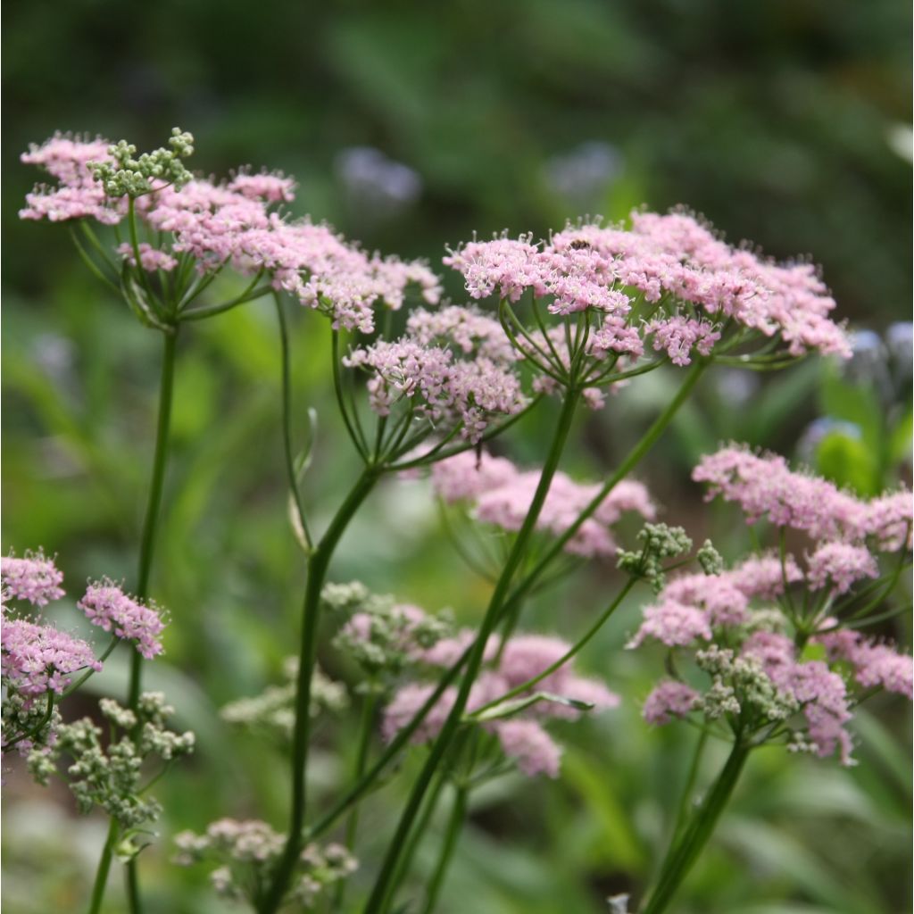 Chaerophyllum hirsutum Roseum - Cerfeuil hirsute