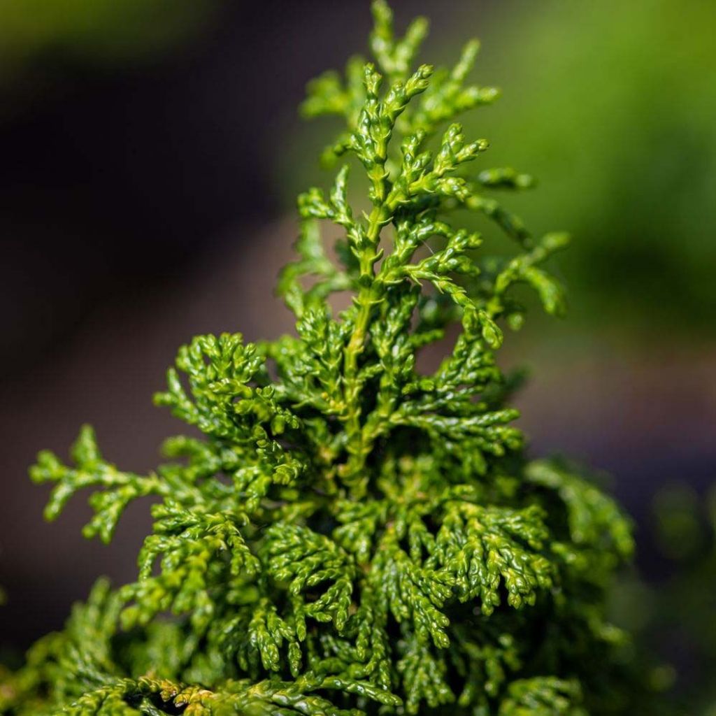 Cyprès hinoki du Japon - Chamaecyparis obtusa Maureen