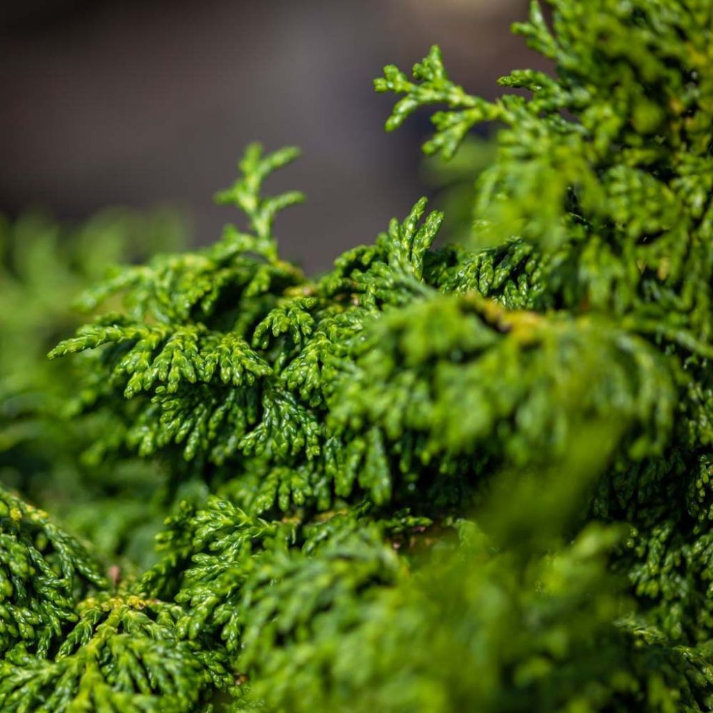 Cyprès hinoki du Japon - Chamaecyparis obtusa Maureen