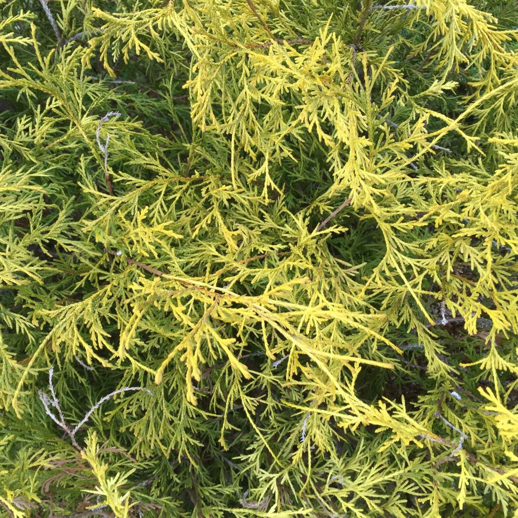 Chamaecyparis pisifera Filifera Aurea - Cyprès Sawara