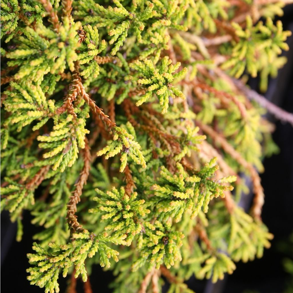 Chamaecyparis obtusa Gitte - Faux cyprès hinoki du Japon nain                    