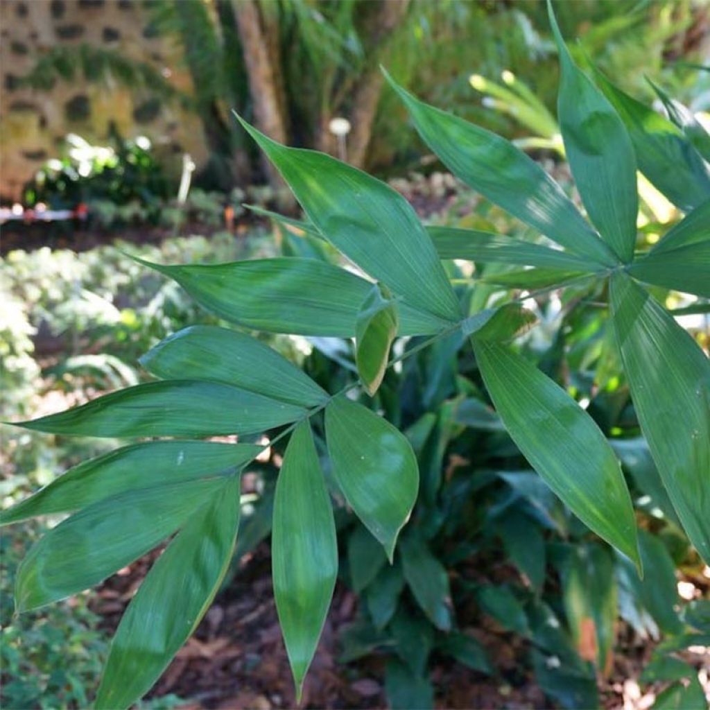 Chamaedorea klotzschiana - Palmier chamaedorée