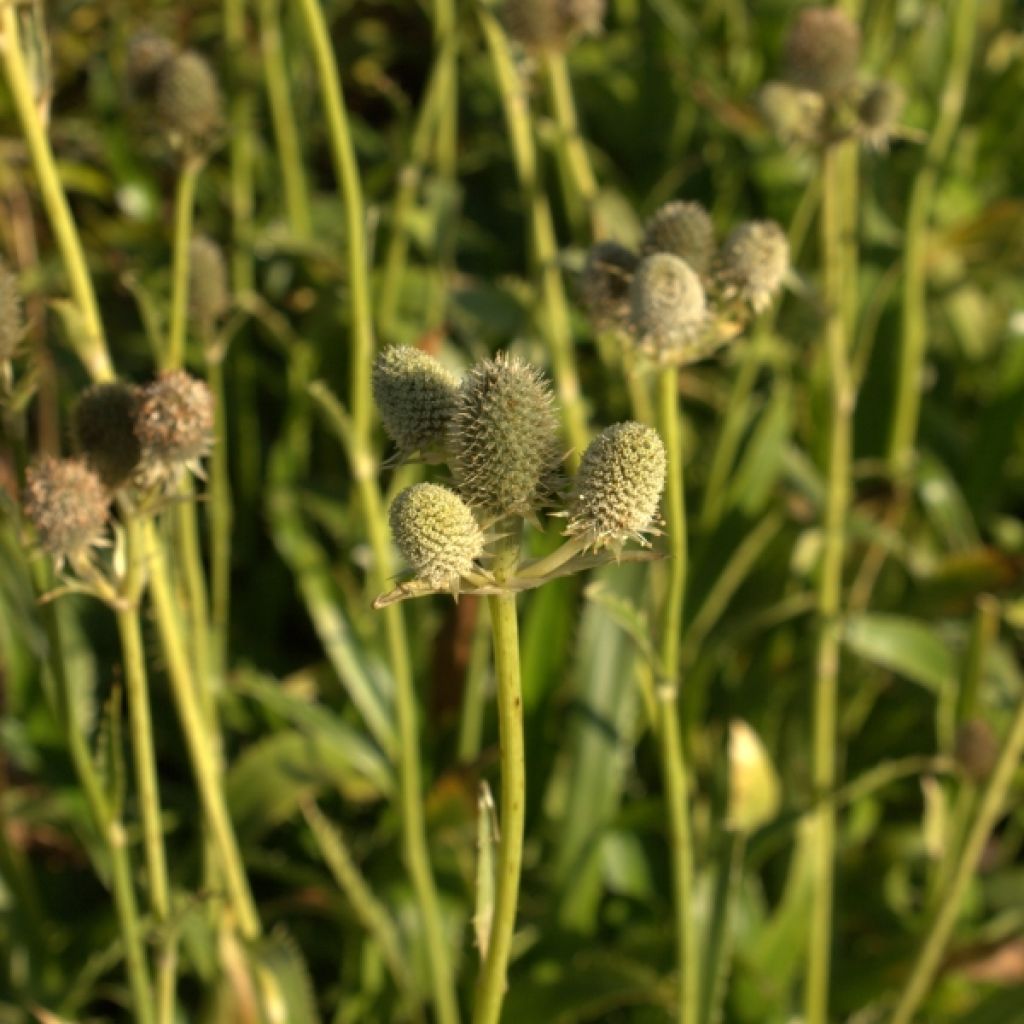 Eryngium Agavifolium, Panicaut