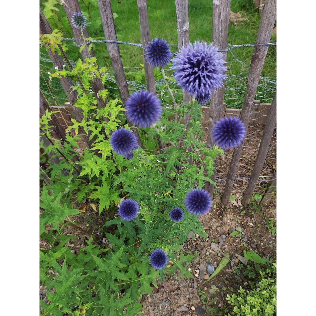 Chardon boule - Echinops ritro