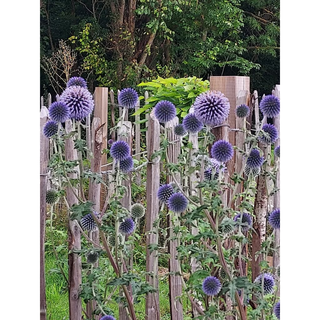 Chardon boule - Echinops ritro