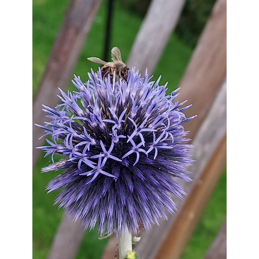 Chardon boule - Echinops ritro