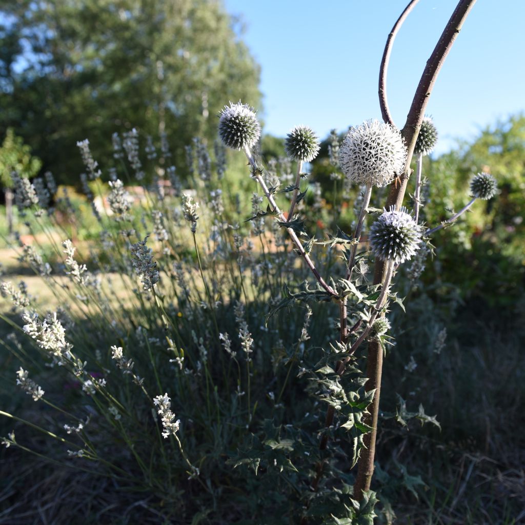 Chardon boule - Echinops sphaerocephalus Arctic Glow