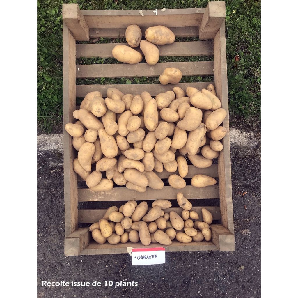 Pommes de terre Charlotte - Solanum tuberosum