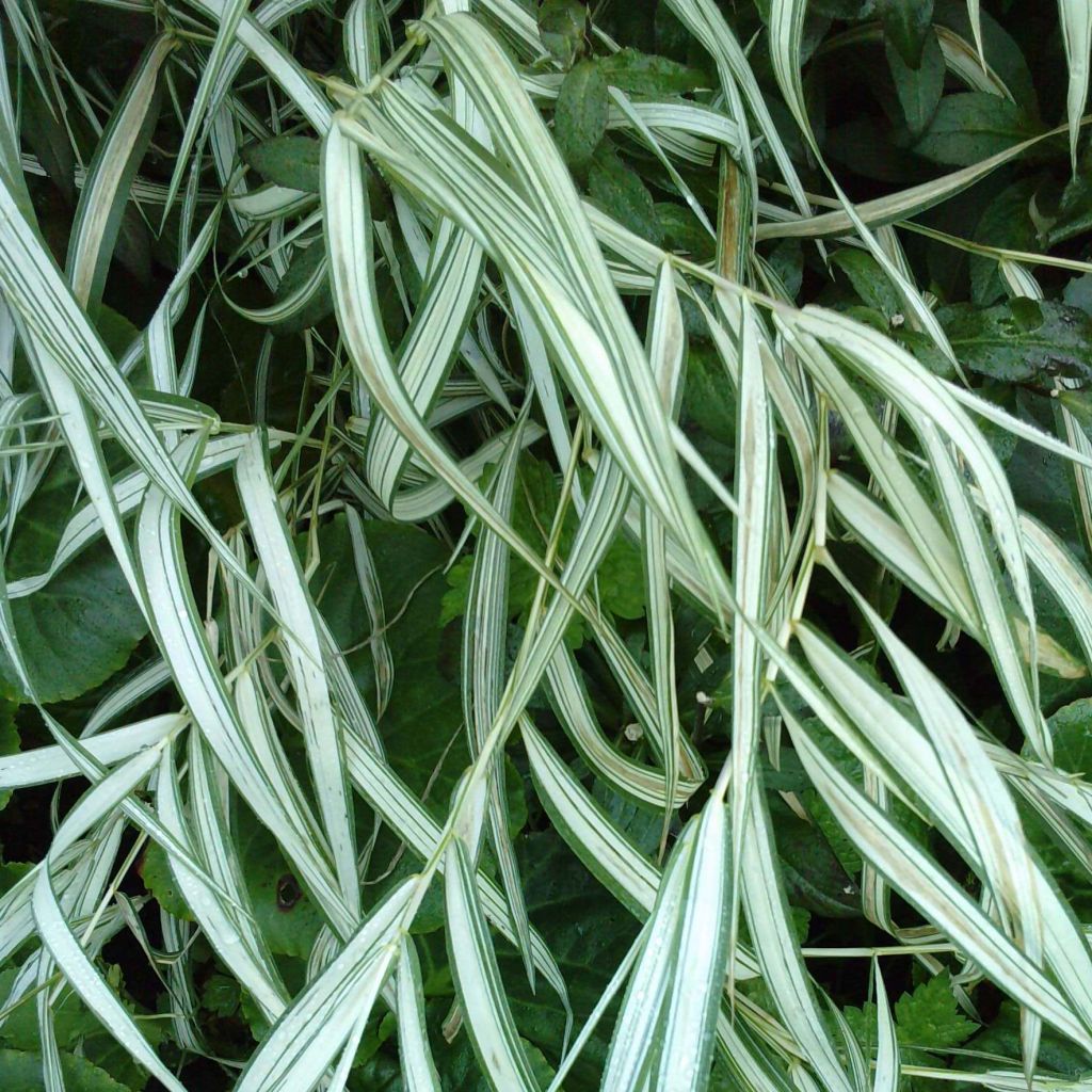 Chasmanthium latifolium River Mist - Uniola latifolia