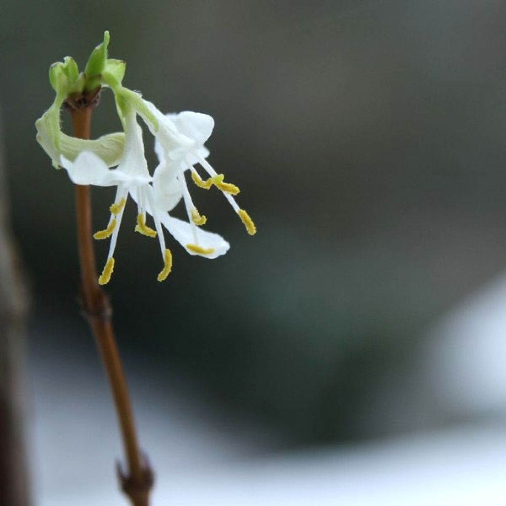 Lonicera fragrantissima - Chèvrefeuille d'hiver