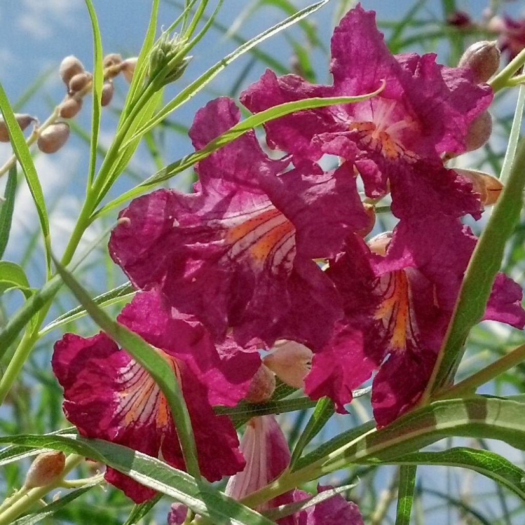 Chilopsis linearis Burgundy