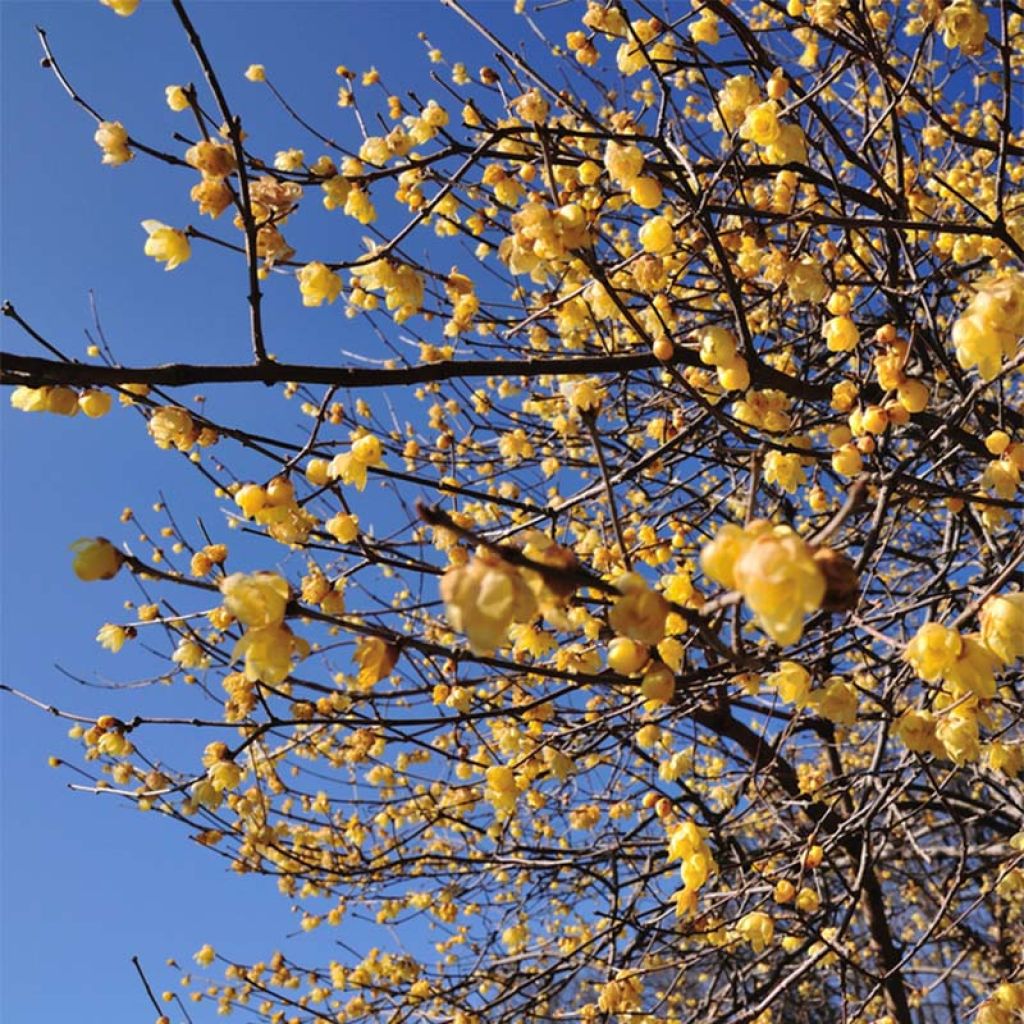 Chimonanthus praecox - Chimonanthe précoce