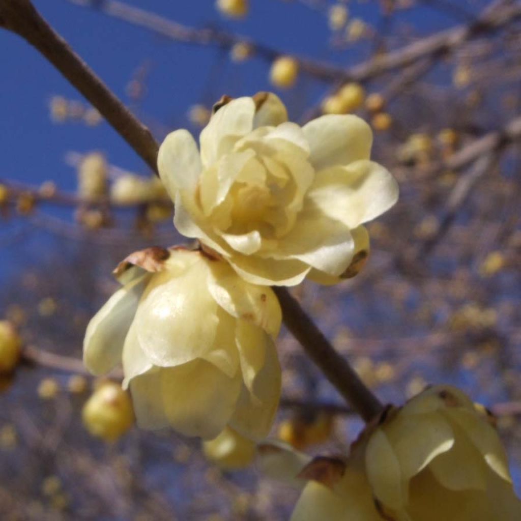 Chimonanthus praecox - Chimonanthe précoce