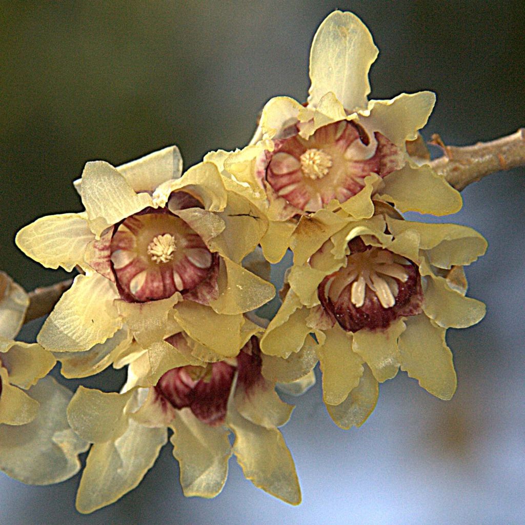 Chimonanthus praecox - Chimonanthe précoce