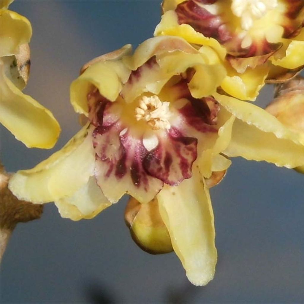 Chimonanthus praecox - Chimonanthe précoce