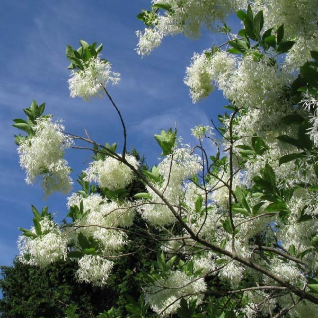 Chionanthus virginicus - Arbre de neige