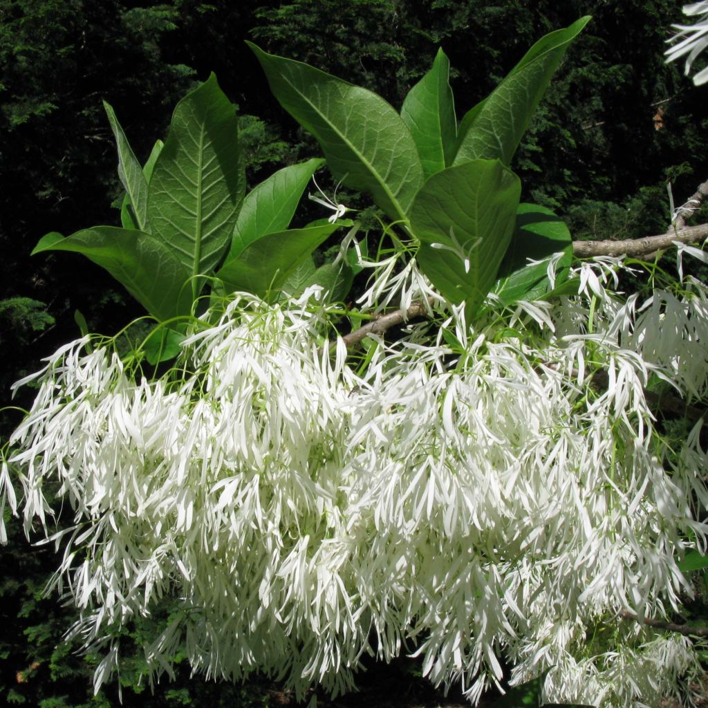 Chionanthus virginicus - Arbre de neige