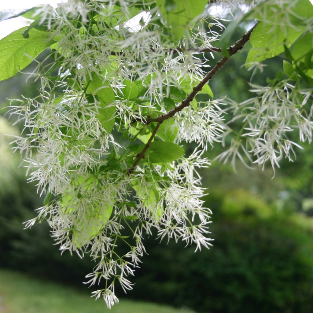 Chionanthus virginicus - Arbre de neige