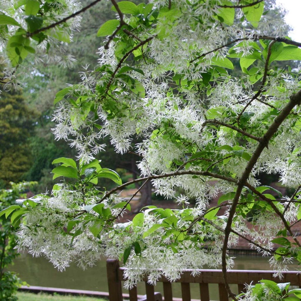 Chionanthus virginicus - Arbre de neige