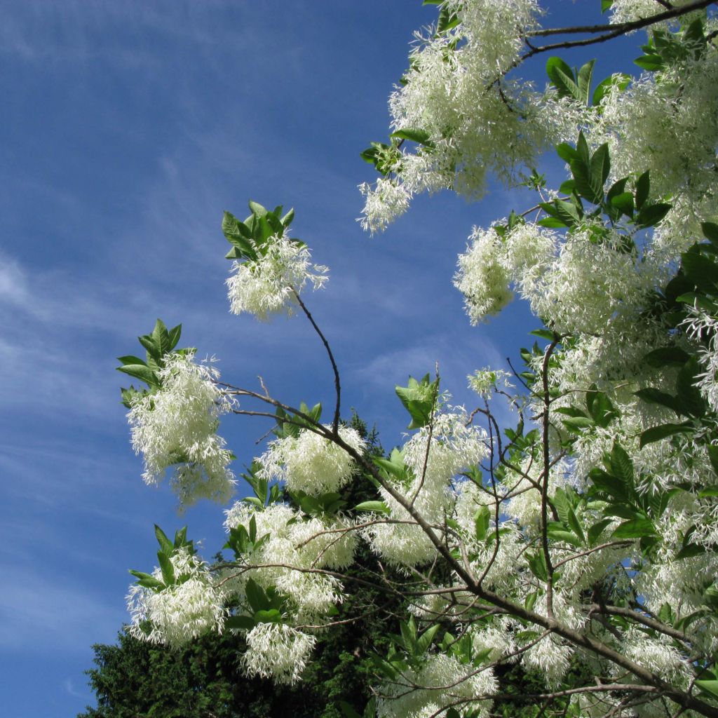 Chionanthus virginicus - Arbre de neige