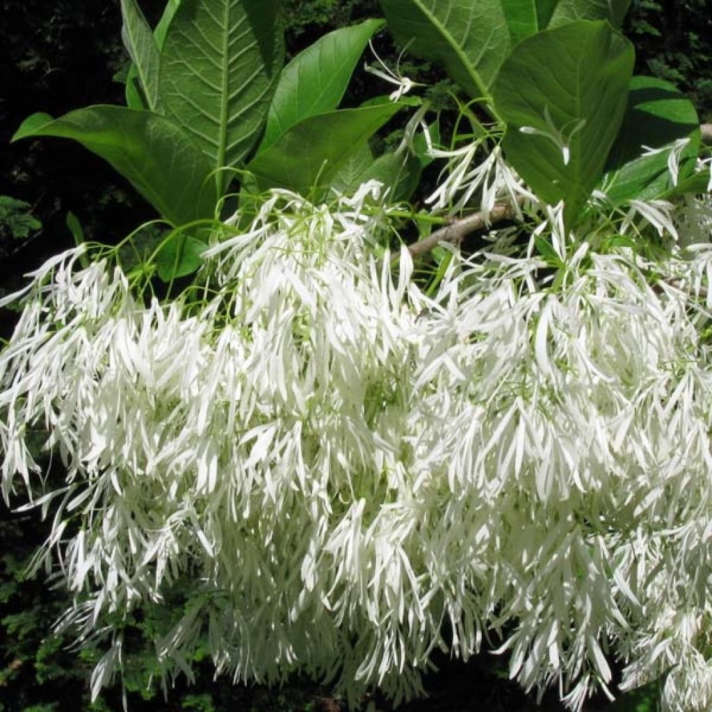 Chionanthus virginicus - Arbre de neige