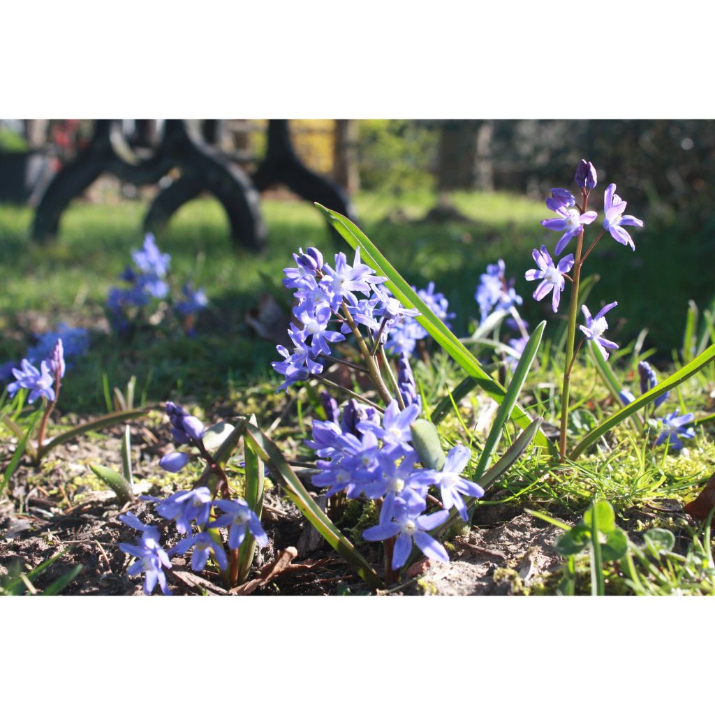 Chionodoxa sardensis - Gloire des neiges