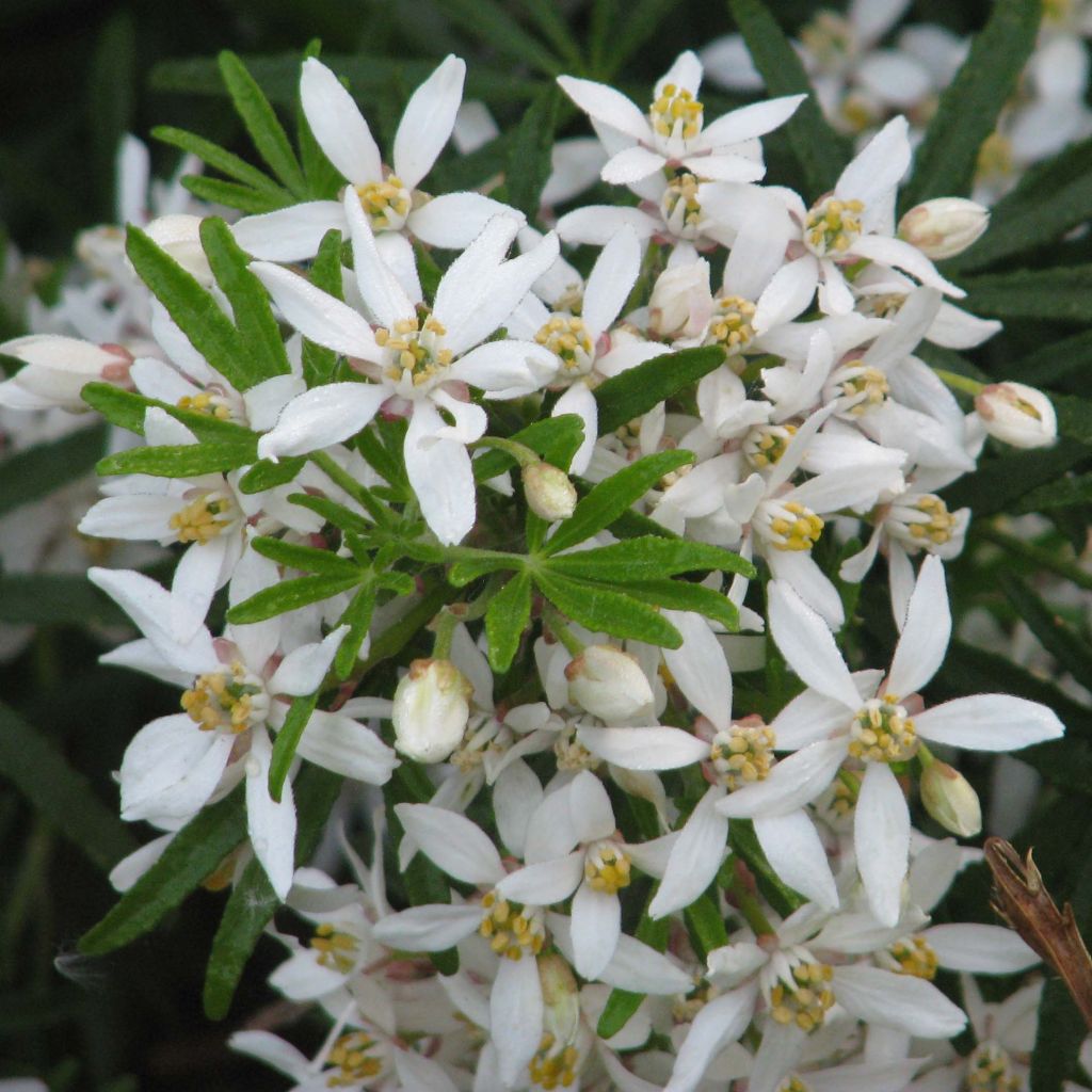 Choisya White Dazzler - Oranger du Mexique nain