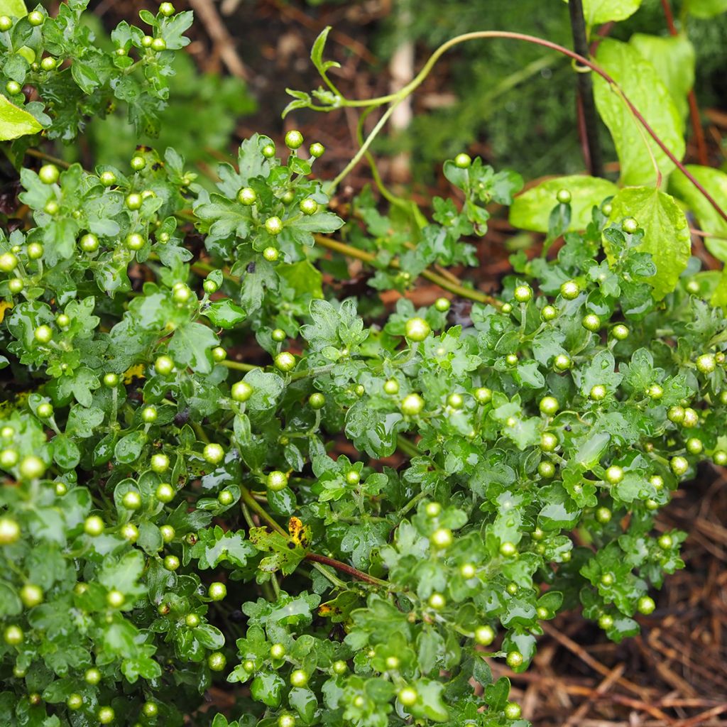 Chrysanthème des jardins Mei Kyo - Chrysanthemum indicum