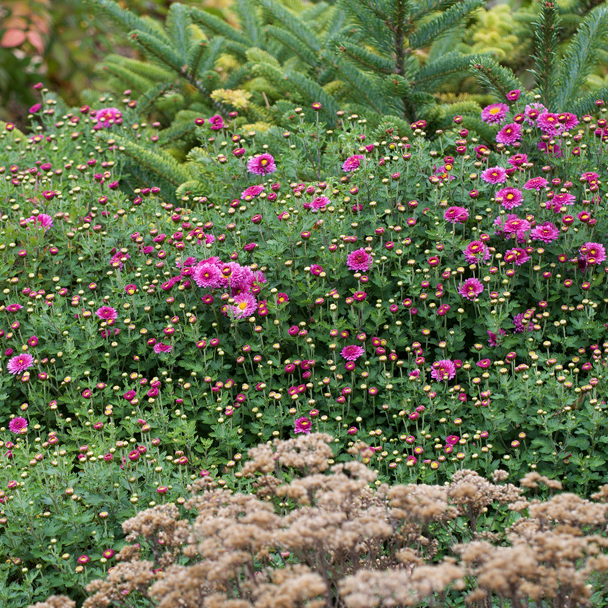 Chrysanthème des jardins Mei Kyo - Chrysanthemum indicum