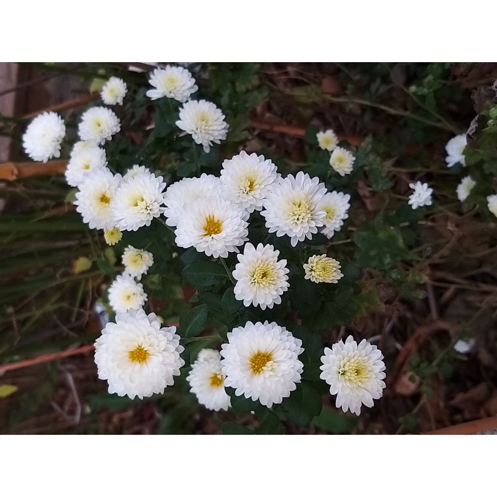 Chrysanthème indicum Poésie - Marguerite d'automne