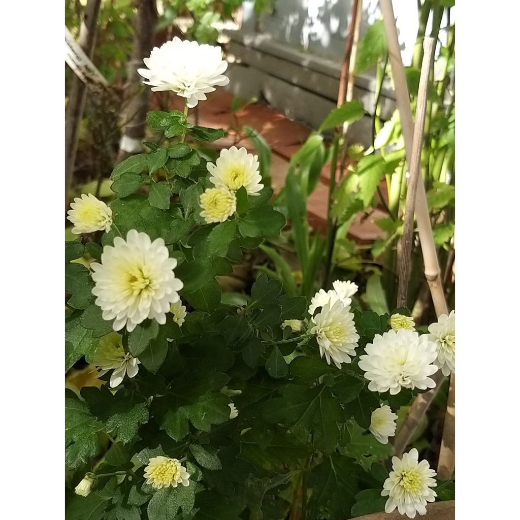 Chrysanthème indicum Poésie - Marguerite d'automne