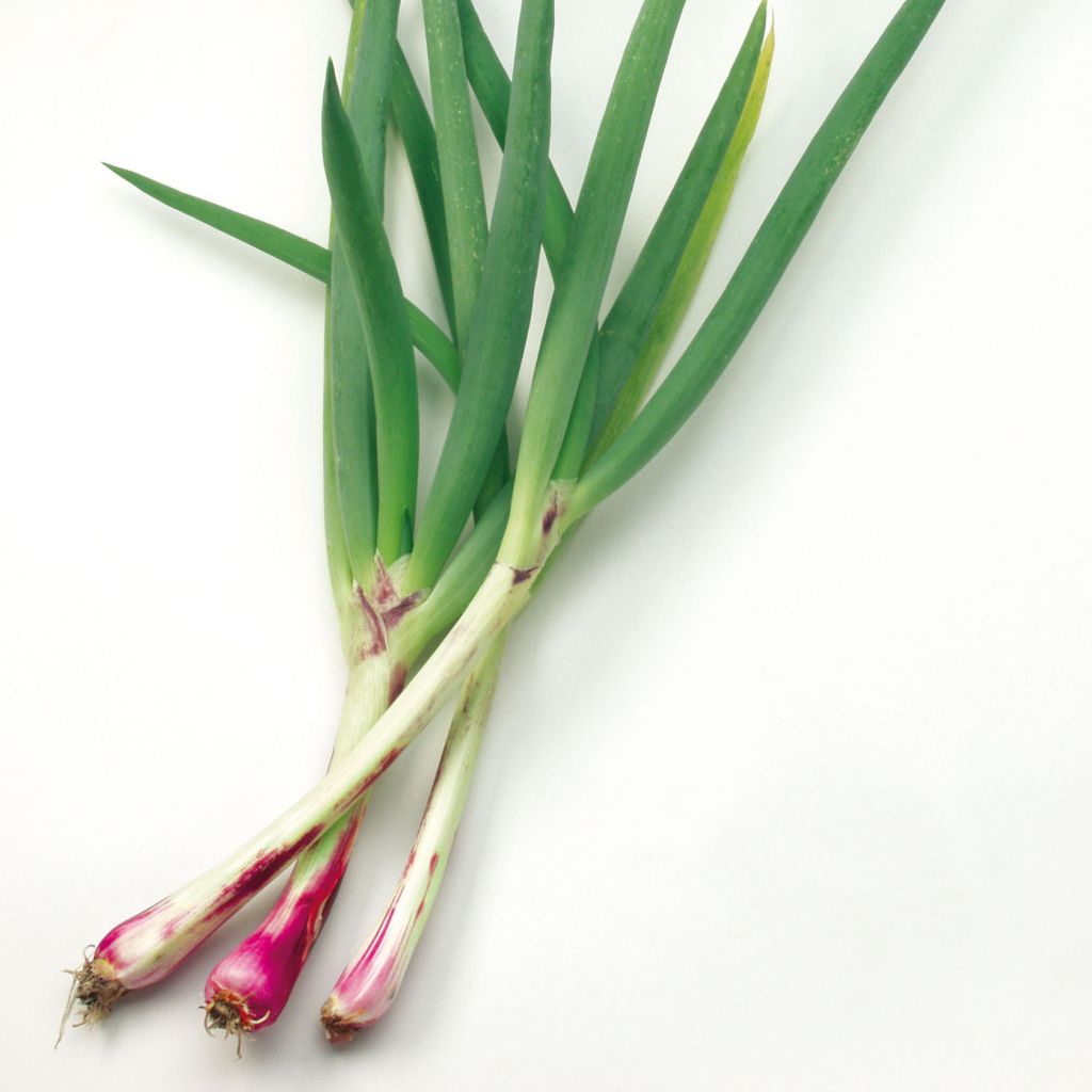 Ciboule commune rouge en plants