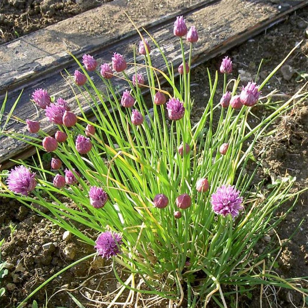 Ciboulette - Civette en plant BIO