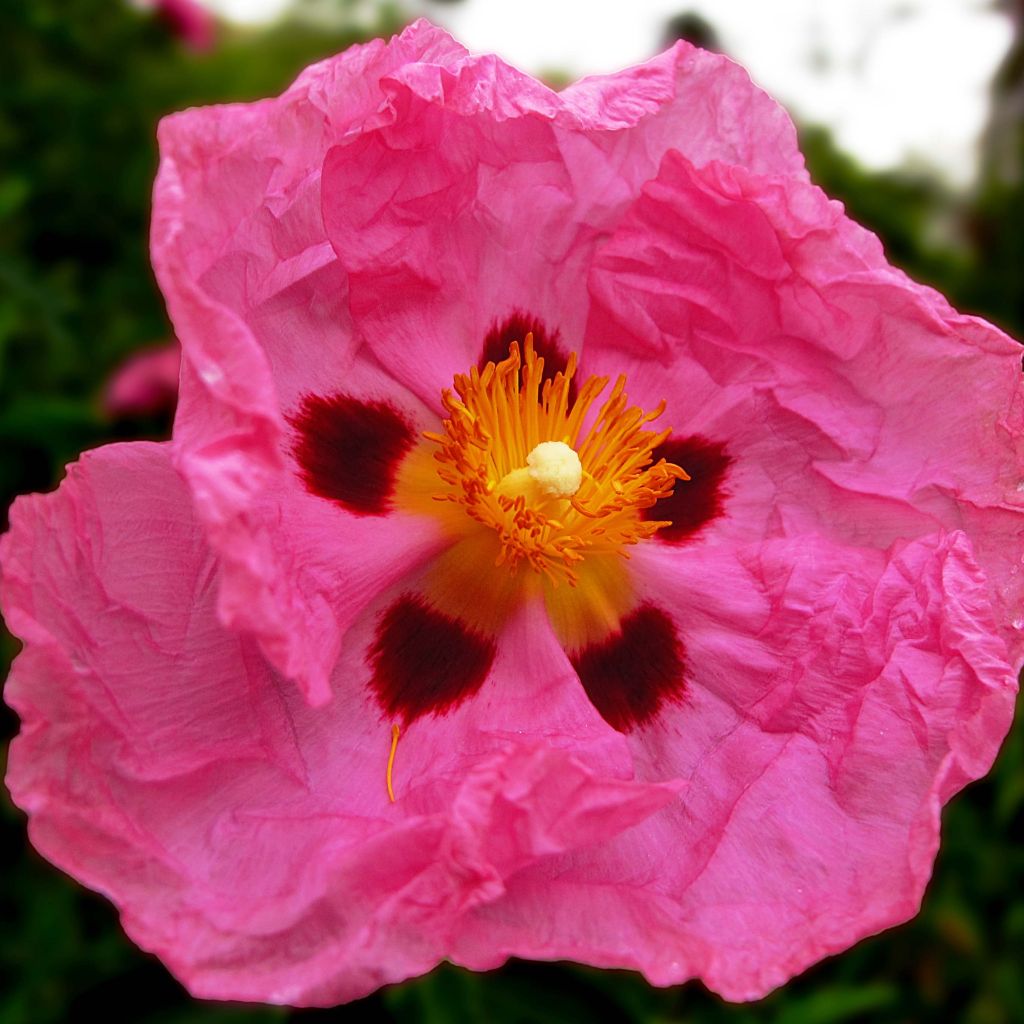 Cistus purpureus - Ciste pourpre