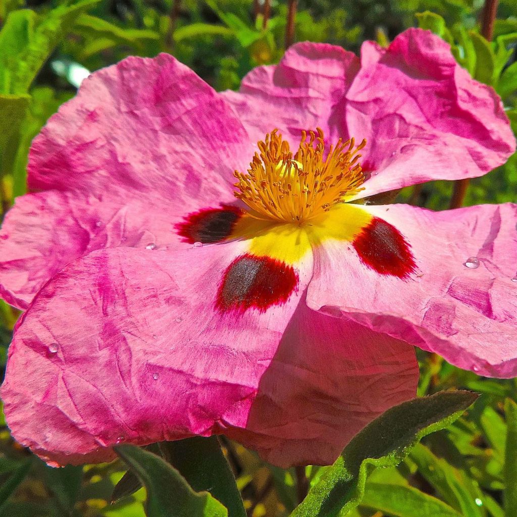 Cistus purpureus - Ciste pourpre