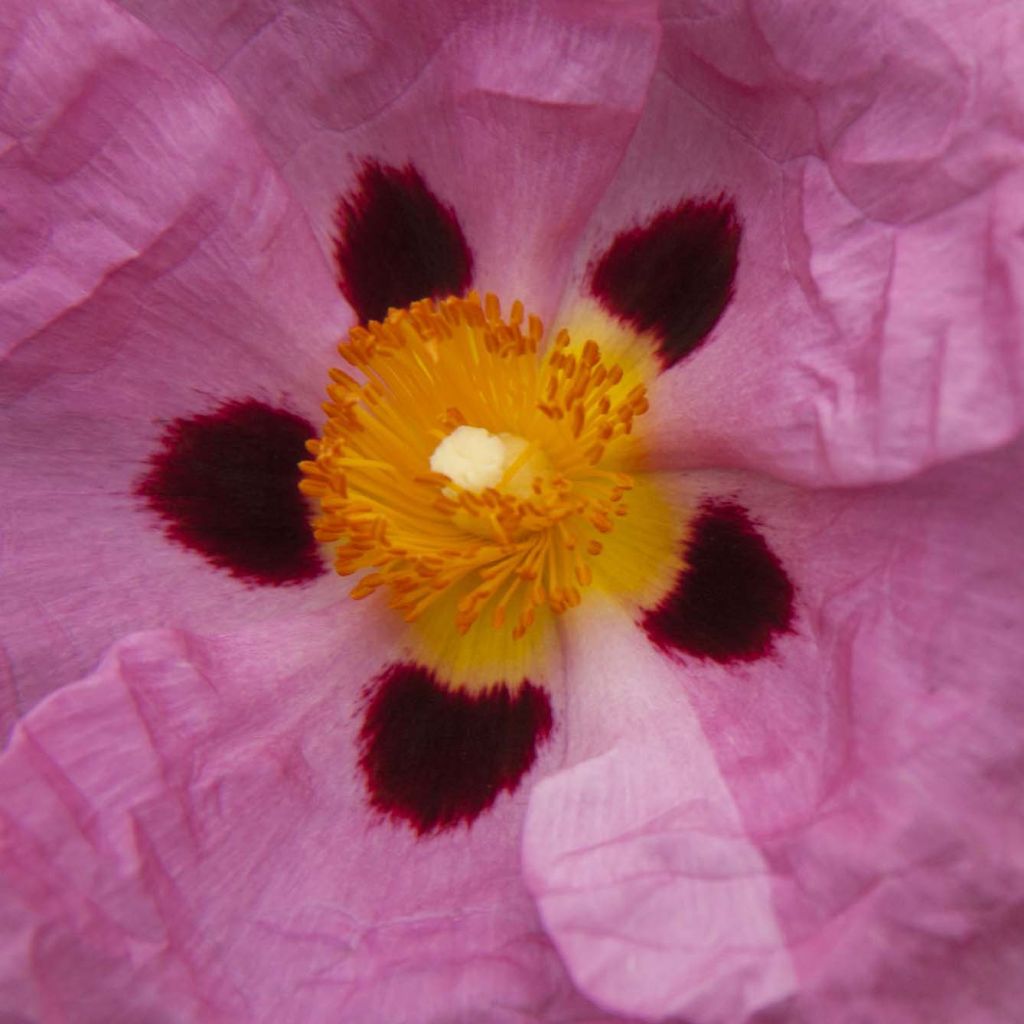 Cistus purpureus - Ciste pourpre