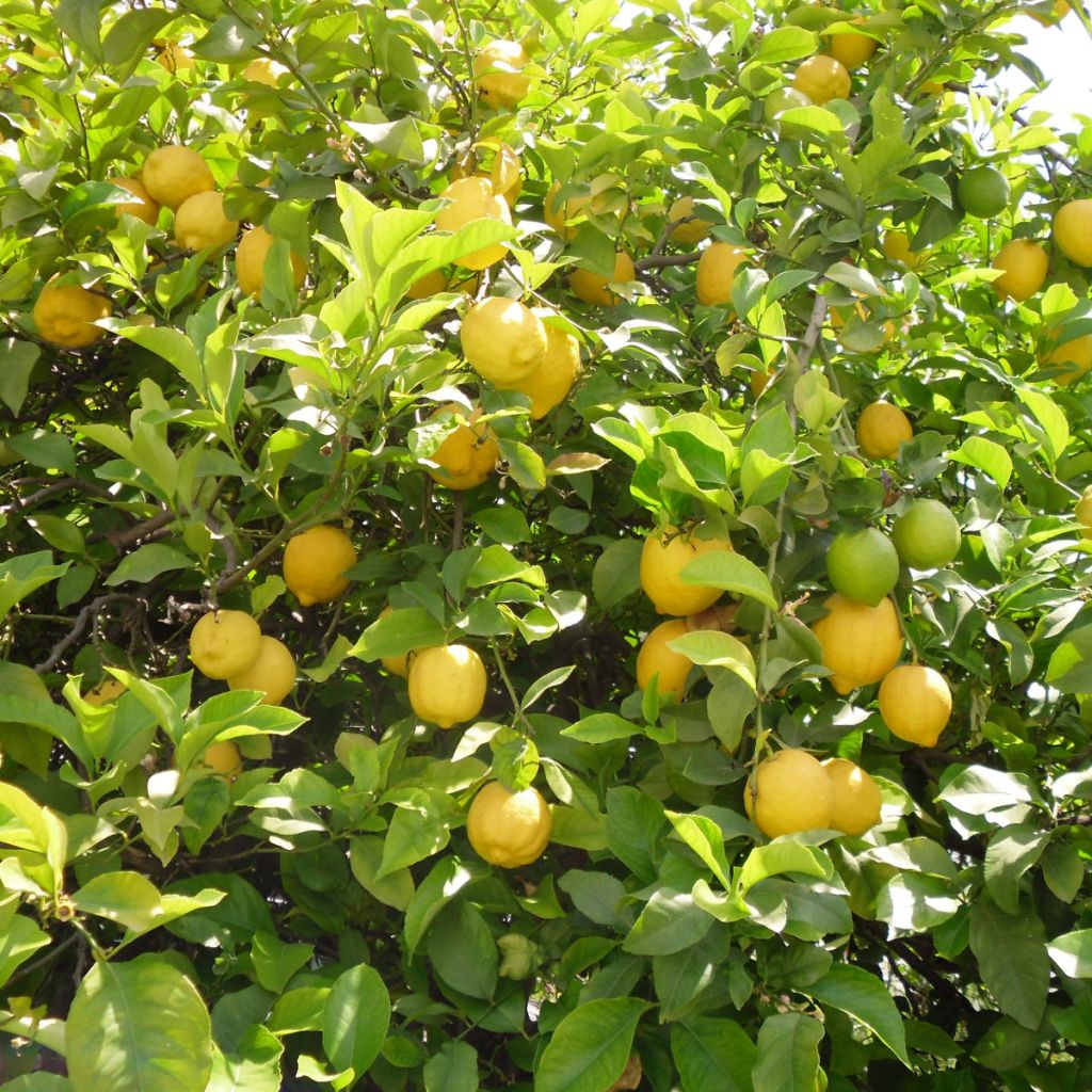 Citronnier des 4 saisons - Citrus limon – Citrons à chair jaune vert