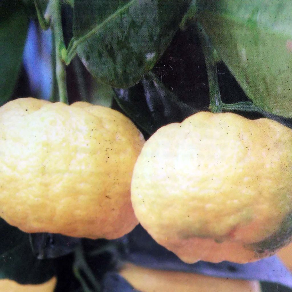 Citronnier doux - Citrus limetta Pursha